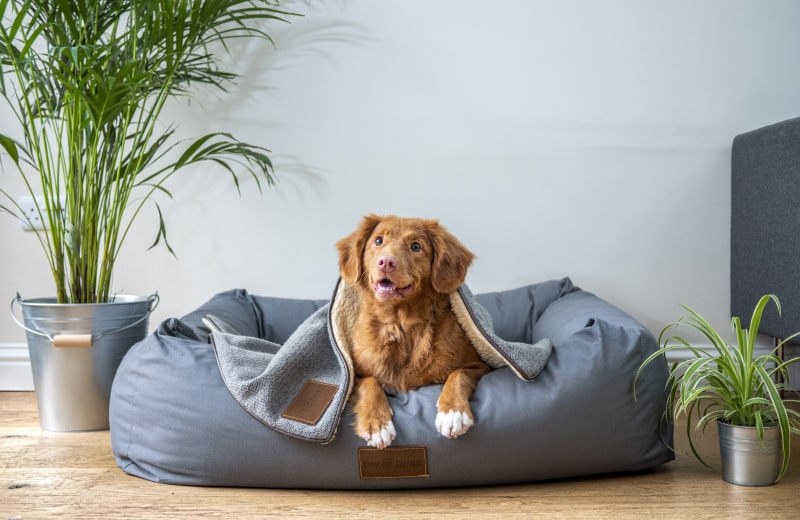 Animalerie des Pattes d'Azur avec chien heureux et lit douillet pour animal de compagnie
