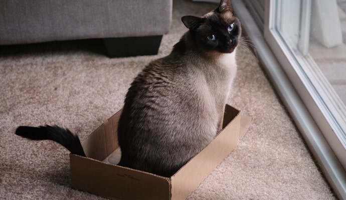 Chat assis près d'une fenêtre dans un lit douillet en carton