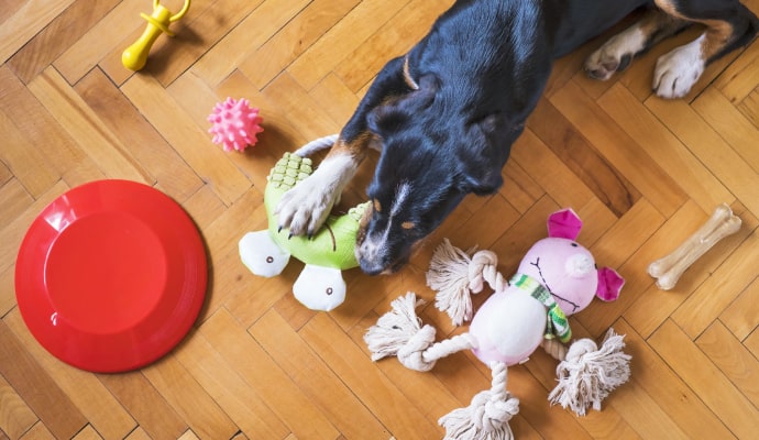 Jouets et accessoires pour chiens sur le sol